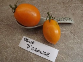 Reine d’Orange paradicsom - Paradicsom különlegességek az Egzotikus Növények Stúdiója kínálatából